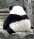 Thumbnail image for Post Panda SEO Survival Guide for Bloggers